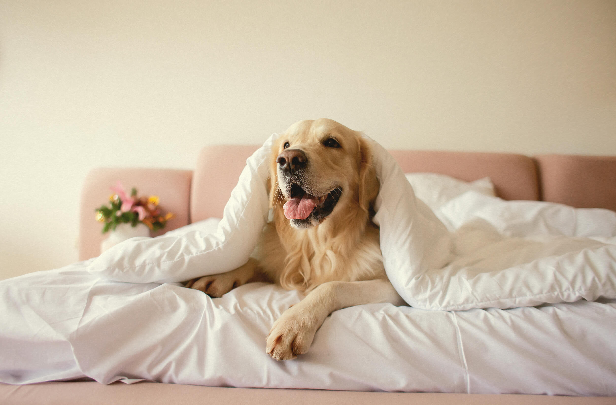A happy golden retriever dog peeking out from under a white duvet cover on a comfortable bed with a pink headboard.
